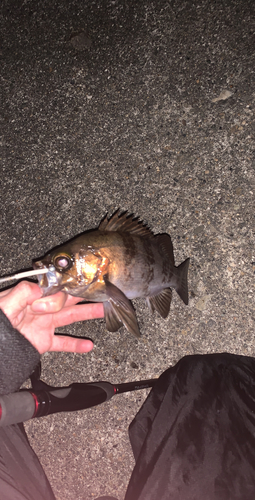 メバルの釣果