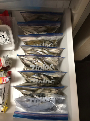 ワカサギの釣果