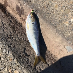 コノシロの釣果