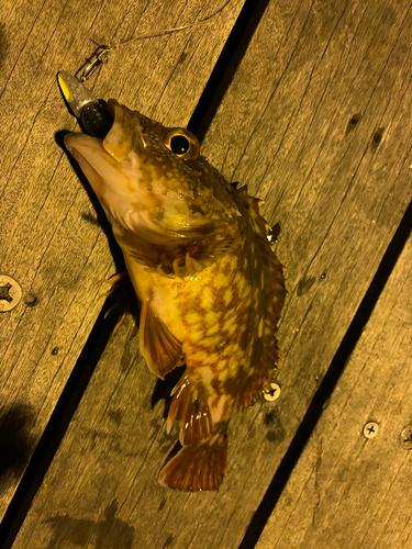 カサゴの釣果