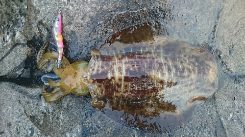 アオリイカの釣果