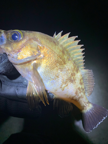 メバルの釣果