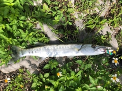 オニカマスの釣果