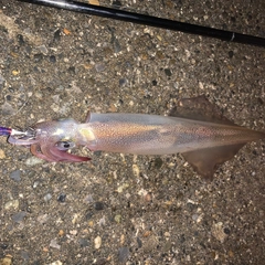 ヤリイカの釣果