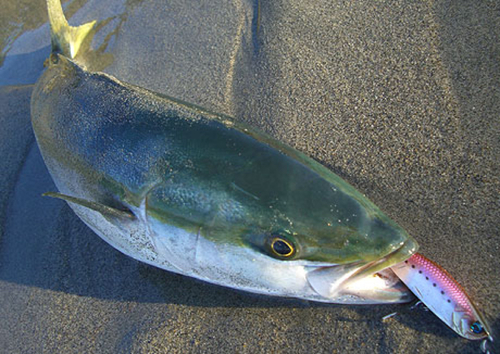 ワラサの釣果