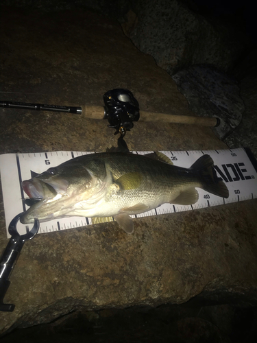 ブラックバスの釣果