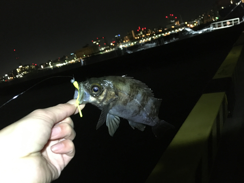 シロメバルの釣果