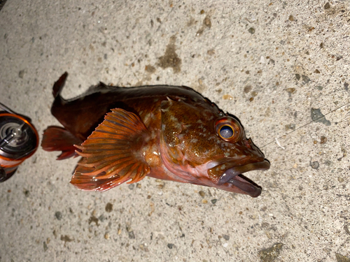 カサゴの釣果