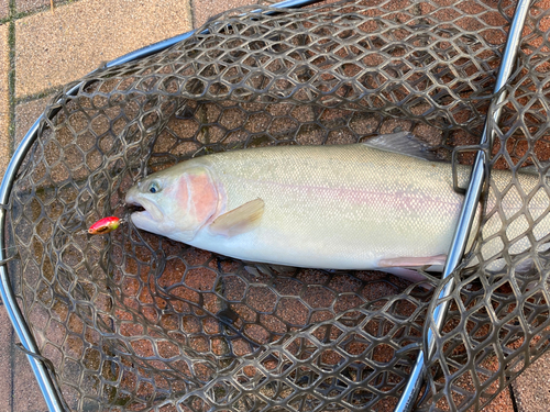 ニジマスの釣果