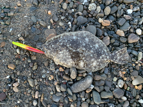 ヒラメの釣果