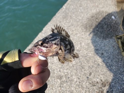 タケノコメバルの釣果