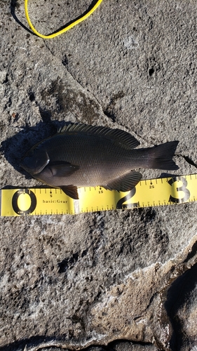 クチブトグレの釣果