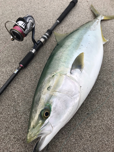 ブリの釣果