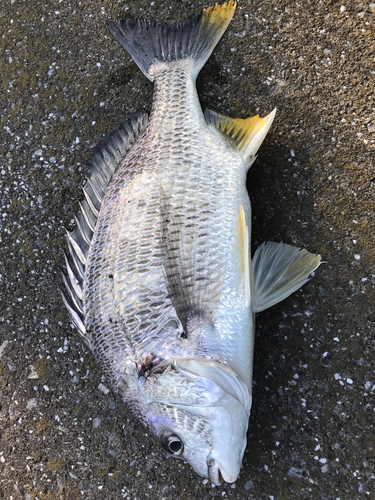 キビレの釣果