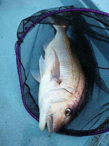 タイの釣果