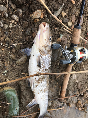 ニゴイの釣果