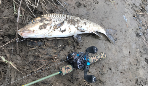 ニゴイの釣果