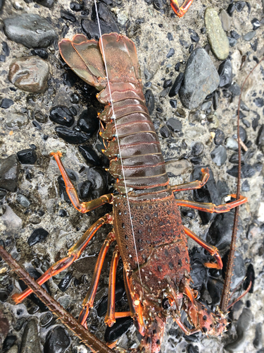 イセエビの釣果