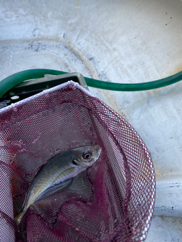 マアジの釣果