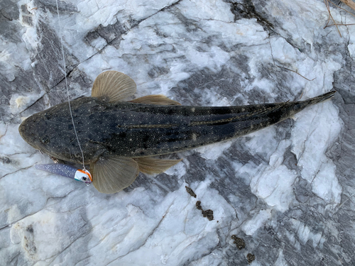 マゴチの釣果