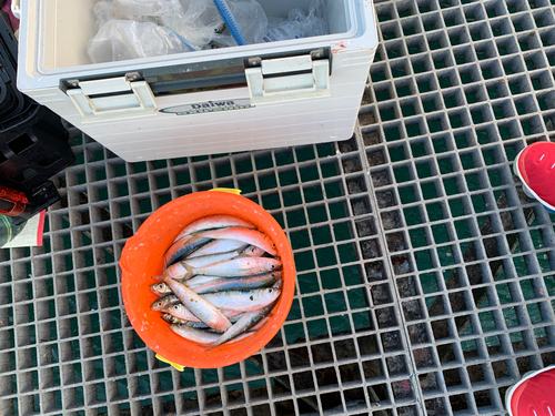 イワシの釣果