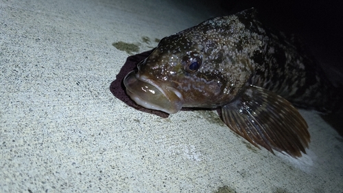 アイナメの釣果