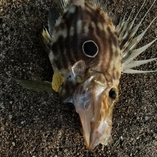 マトウダイの釣果