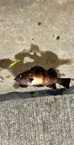 メバルの釣果