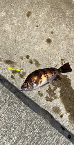 メバルの釣果