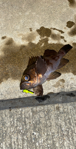 メバルの釣果