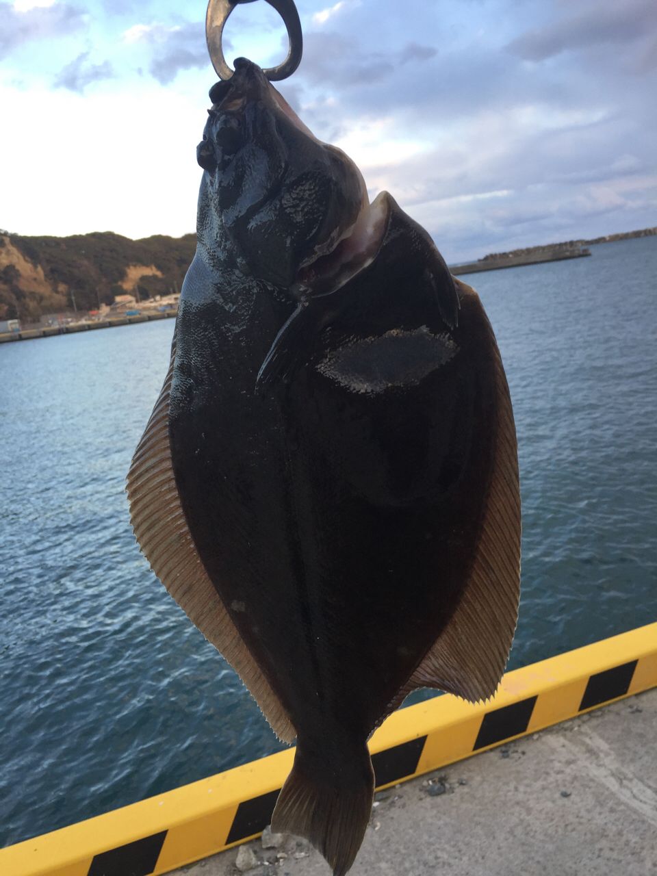 マコガレイ