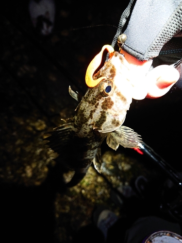 タケノコメバルの釣果