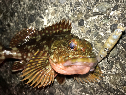 カサゴの釣果