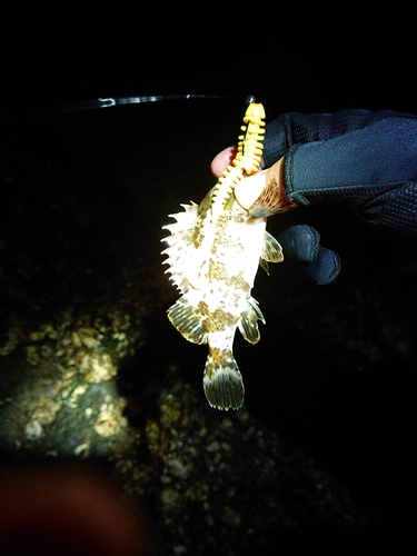 タケノコメバルの釣果