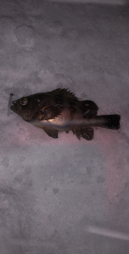 メバルの釣果