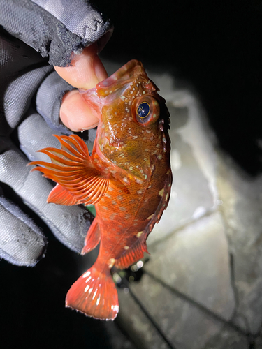 カサゴの釣果