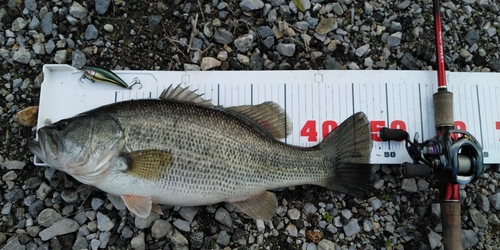 ブラックバスの釣果