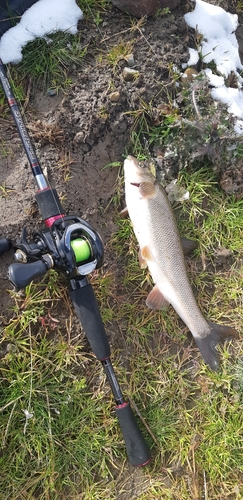 ウグイの釣果