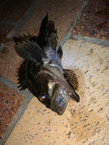 タケノコメバルの釣果