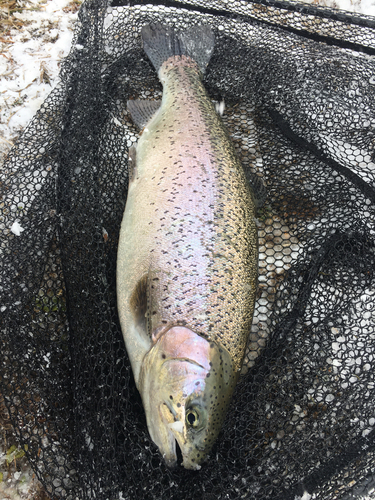 ニジマスの釣果