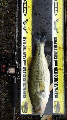 ブラックバスの釣果