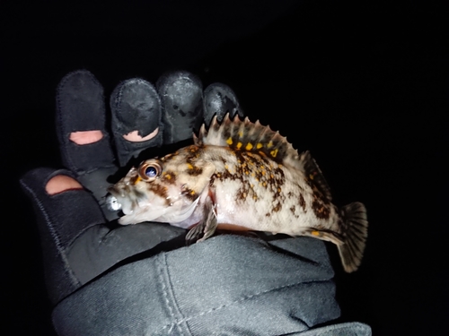 オウゴンムラソイの釣果