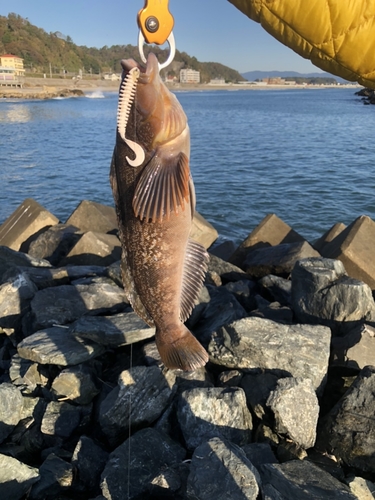 アイナメの釣果