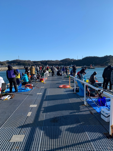 イワシの釣果