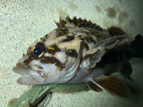 オウゴンムラソイの釣果