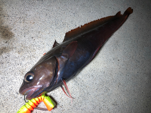 エゾイソアイナメの釣果