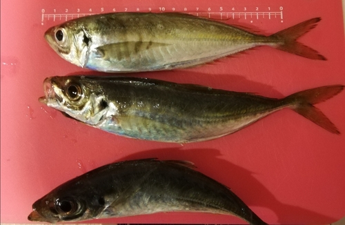 アジの釣果