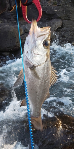 セイゴ（マルスズキ）の釣果