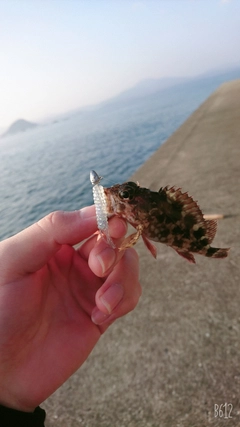 アラカブの釣果