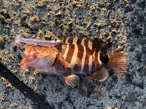 ハタの釣果